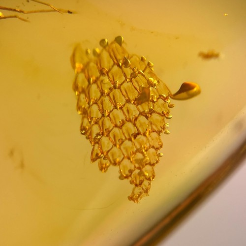Lizard skin burmese - in,