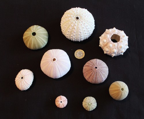 Piece sea urchin - sea, selection