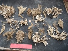 job lot beach combing