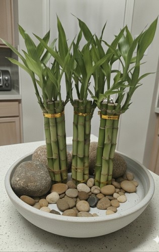 Lucky bamboo plants live - lucky,