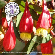 Rare Giant hardy Fuchsia Gum Tree  5 seeds UK SELLER