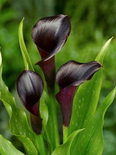 Pretty calla lily imported - ,
