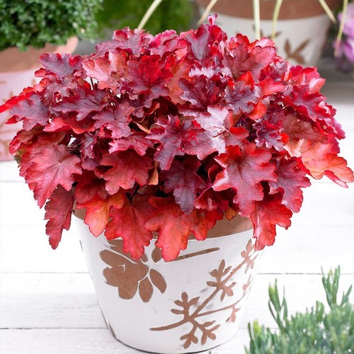 Heuchera red flower outdoor - red,