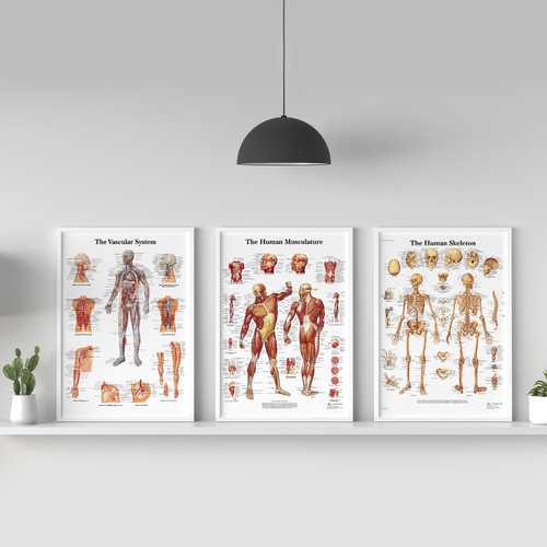 Human body anatomy muscle - human,