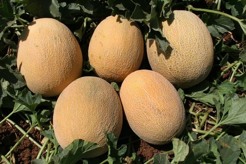 Melon ananas plug plants - melon,