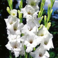 12 x GLADIOLI White Friendship