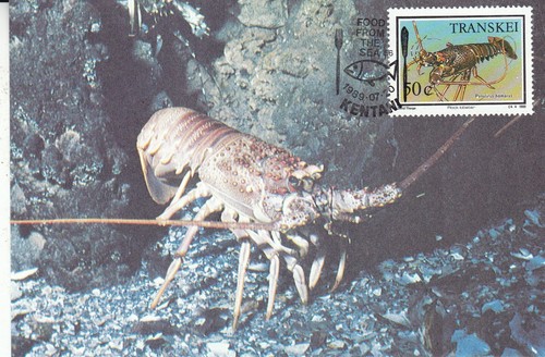 Transkei 1989 rock lobster - transkei,