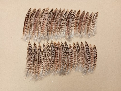 Hen pheasant tail feathers - hen,