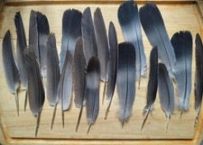 20 Different Size Natural Free Fallen Pigeon Feathers Black White Grey Craft A