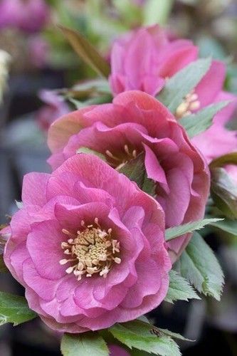 Helleborus pink double - helleborus,