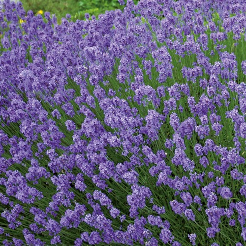 Lavender hidcote blue - hidcote,