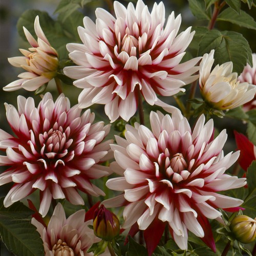 Pack dahlia rebecca - 3,