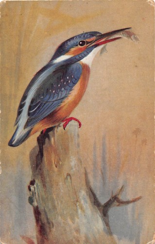 Postcard birds kingfisher - ,