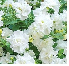 3   X   DOUBLE FLOWERED  DIANA