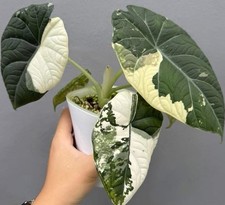 alocasia maharani Albo Variegated Houseplant Rare