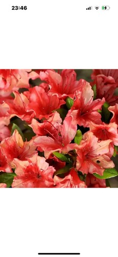 Azalea japonica geisha orange - japonica,
