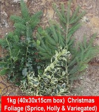 FROM NOVEMBER 1kg Box Mixed Cut Real Holly & Christmas Tree foliage Few berries