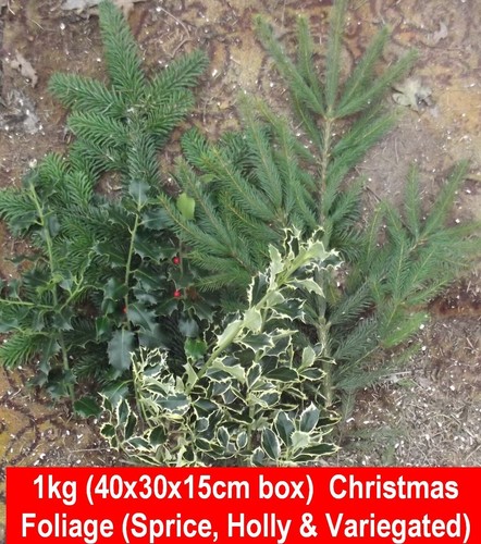 1kg box mixed real holly - 1kg,