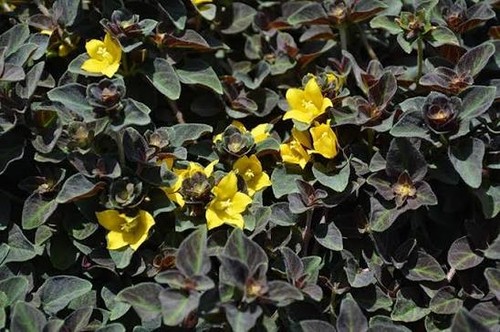 Lysimachia midnight sun - lysimachia, 'midnight