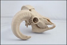 Replica animal skull Domestic Sheep (Ram) ornament taxidermy small size