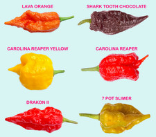 Worlds HOTTEST Chilli - 60