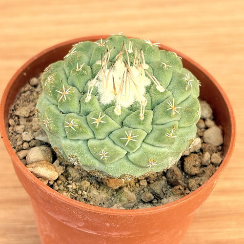 Strombocactus disciformis pot - strombocactus,