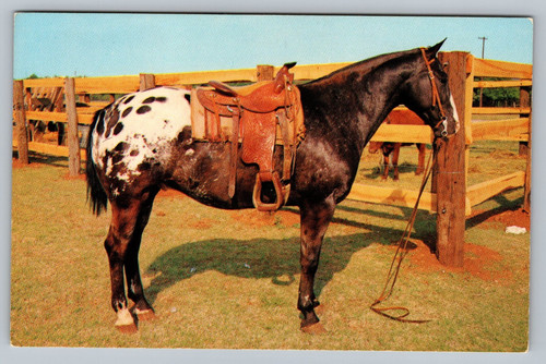 Grand champion appaloosa - grand,