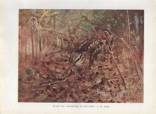 Woodcock - 1948 Beautiful Colour Vintage Bird Print by A.W.Seaby