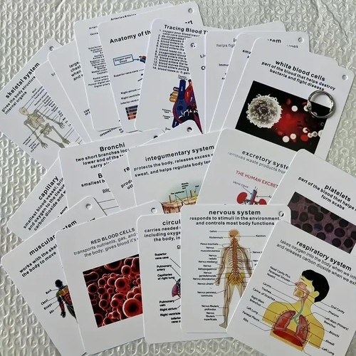 Human body flash - body, cards