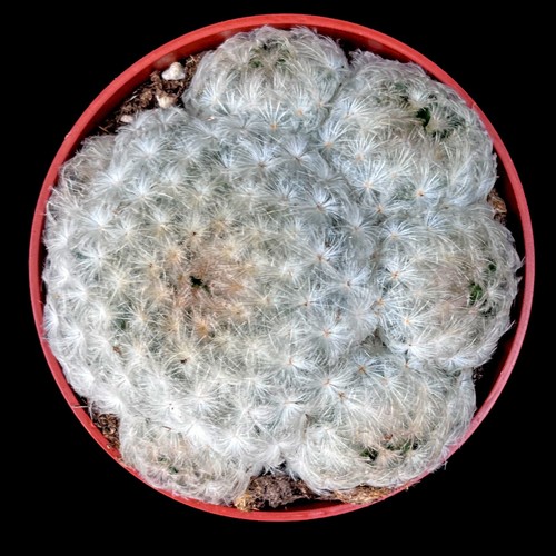 Mammillaria plumosa feather - plumosa,
