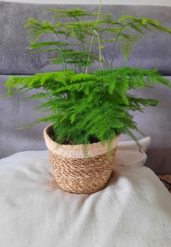 Asparagus fern terrarium - |,