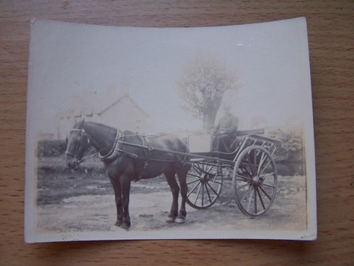 Horse cart vintage photo - horse, &
