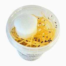 Flightless Golden Fruit Flies