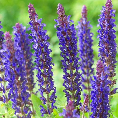 Salvia east friesland clary - salvia,