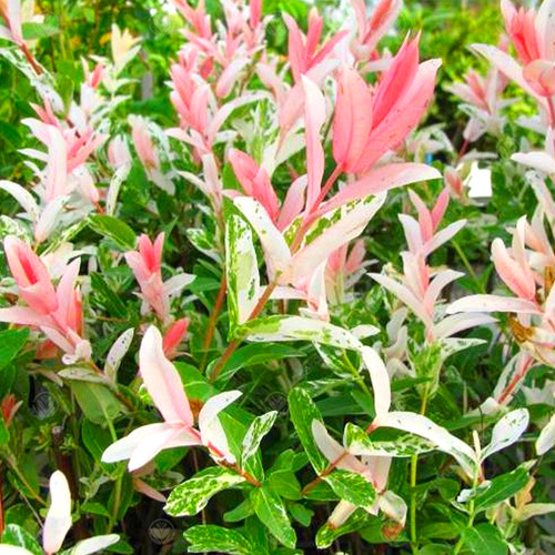 Salix nishiki flamingo - |,