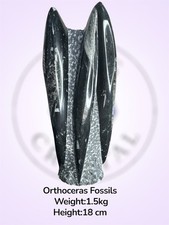 Freestanding orthoceras fossil - orthoceras,