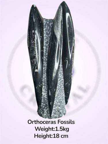 Freestanding orthoceras fossil - freestanding,