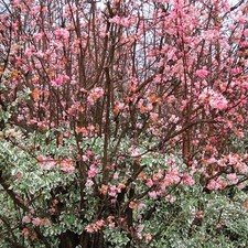 Viburnum Bodnantense Dawn Deciduous Shrub Hardy Outdoor Garden Plant in Pot