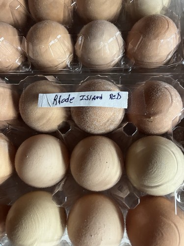 Rhode island red hatching eggs - island,