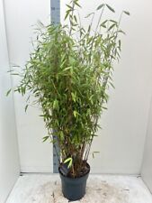 Fargesia Volcano Clumping Bamboo Screening 10L Potted 170cm+ Non Invasive