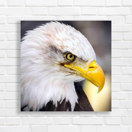 Bald eagle portrait closeup - eagle,