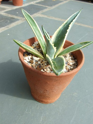 Agave americana variegated - agave,