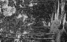 Vintage Pine Woods Clevedon Postcard England Somerset