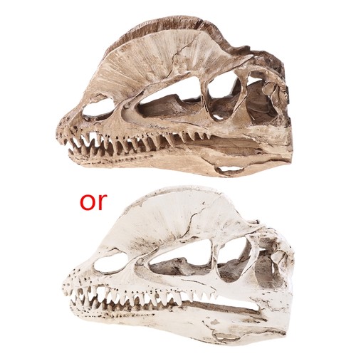 Dilophosaurus dinosaur skull - dilophosaurus,