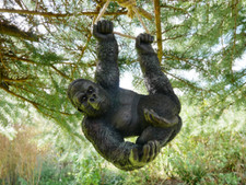 Climbing gorilla tree hanging - climbing,