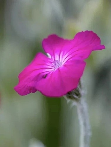 Flower seeds not wild annual - not,