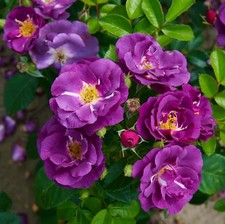Rhapsody blue rose - blue, plant