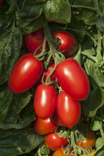 Tomato plum nagina 10 - plum,