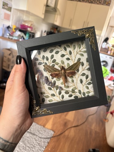 Lime hawk moth mounted with - lime,