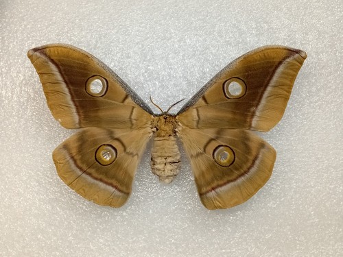 Chinese oak silkmoth - oak,